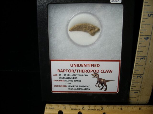 Raptor  Dinosaur  Hand Claw  (041322e)