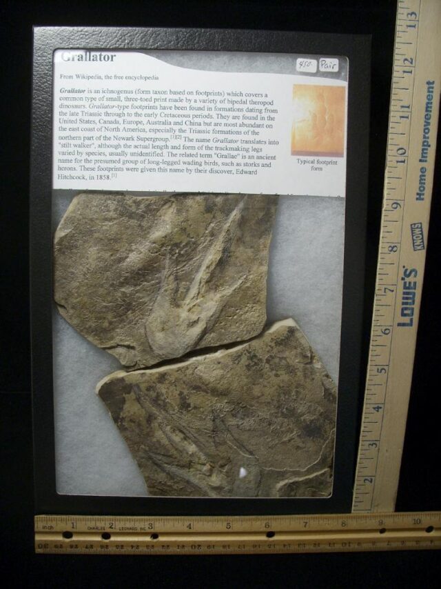 Positive & Negative Dinosaur Footprint  (041722df)