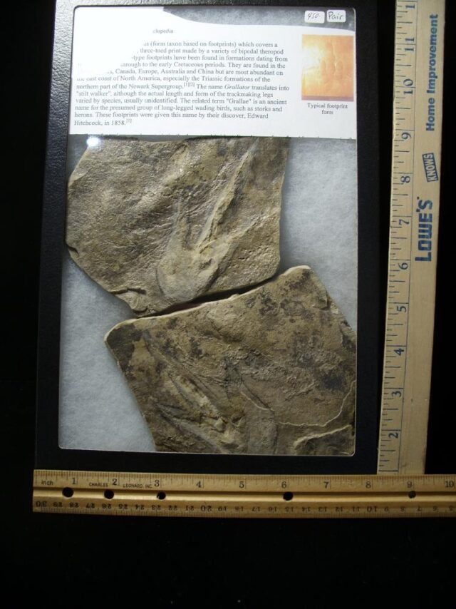 Positive & Negative Dinosaur Footprint  (041722df) - Image 2