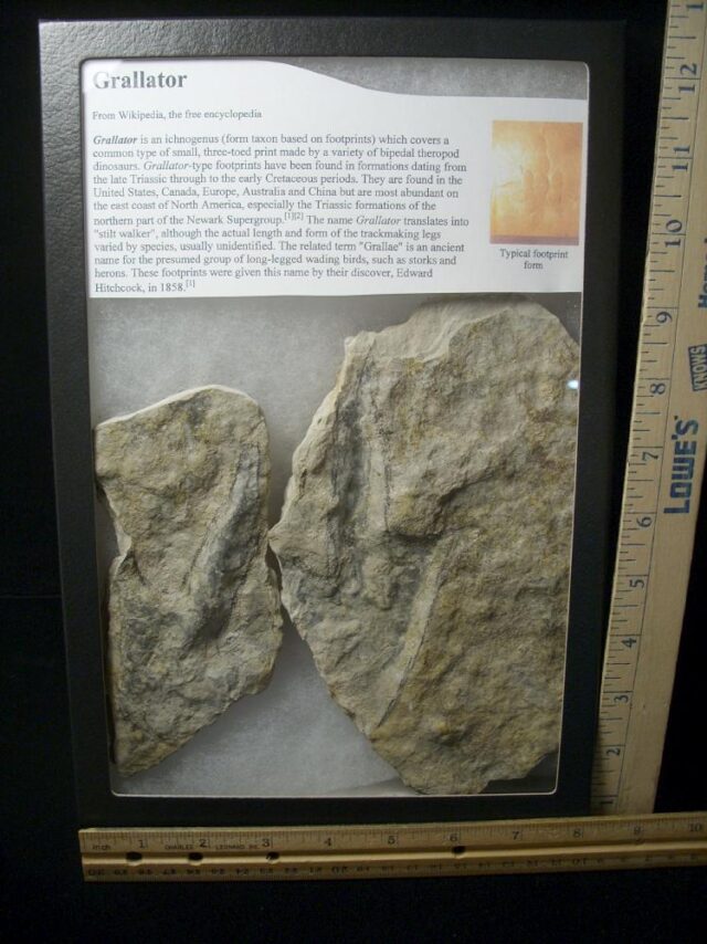 Positive & Negative Dinosaur Footprint  (041722e)...HOLD for Cathy  04/24/23