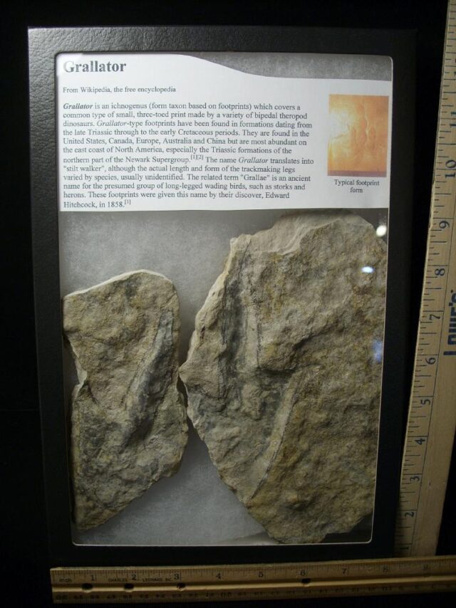Positive & Negative Dinosaur Footprint  (041722e)...HOLD for Cathy  04/24/23 - Image 2