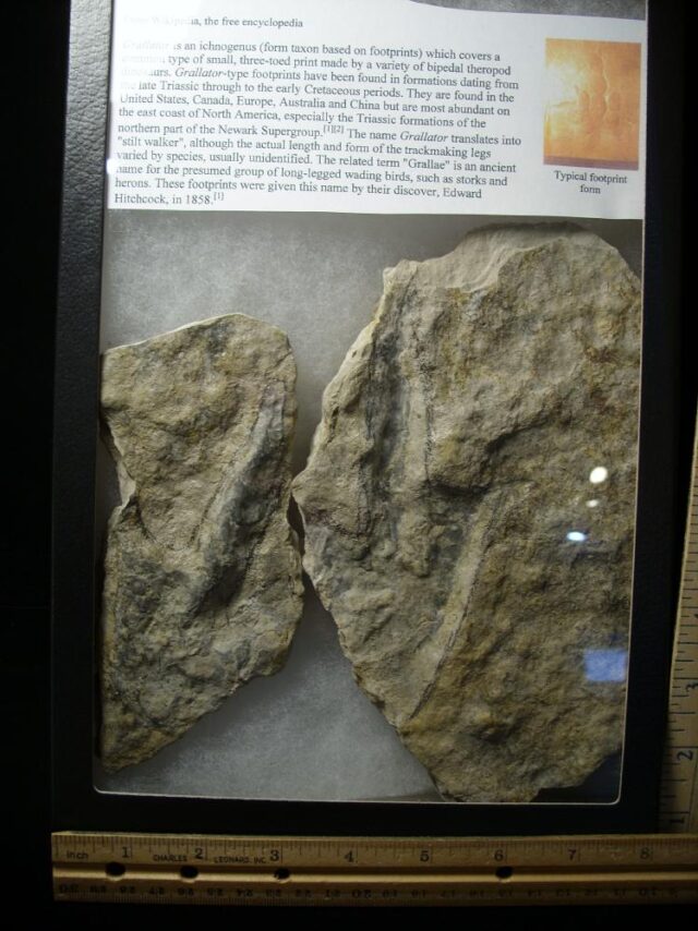 Positive & Negative Dinosaur Footprint  (041722e)...HOLD for Cathy  04/24/23 - Image 3