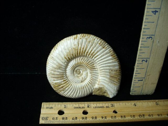 Natural/Polished Ammonite (041722g)