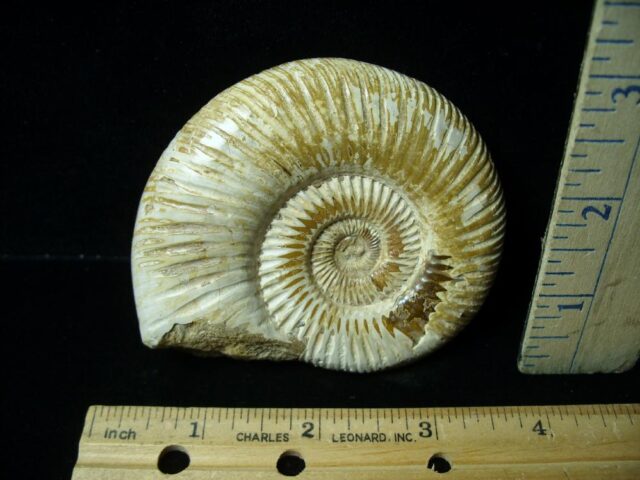 Natural/Polished Ammonite (041722g) - Image 2