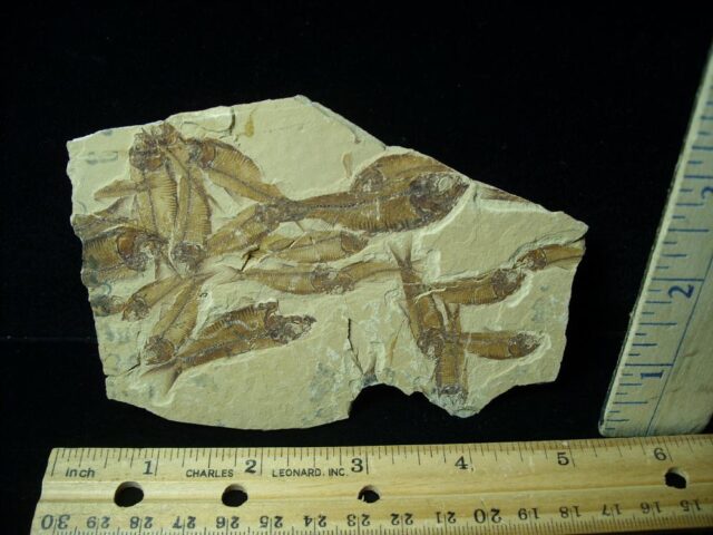 Mass Mortality Multi Fish Plate (042622a)