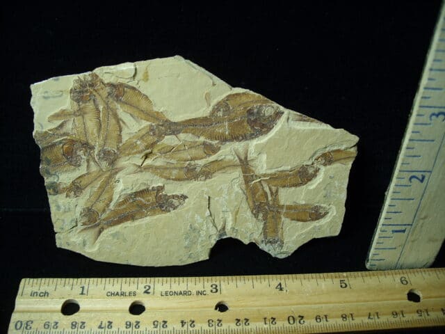 Mass Mortality Multi Fish Plate (042622a) - Image 2