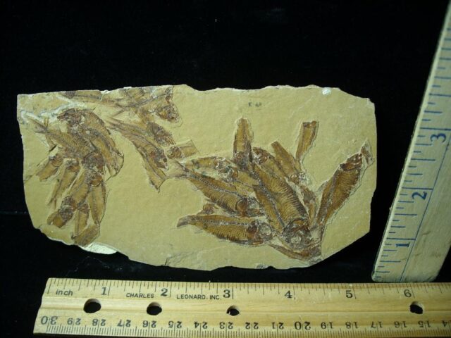 Mass Mortality Multi Fish Plate (042622e)