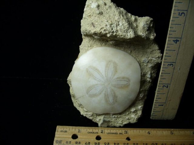 Fossilized Echinoid (Sand-dollar) (042622j)
