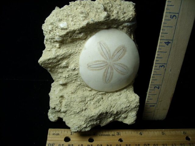 Fossilized Echinoid (Sand-dollar) (042622m)