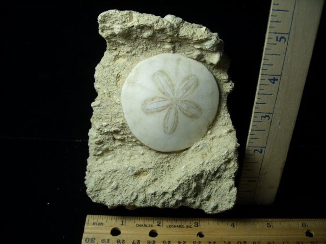 Fossilized Echinoid (Sand-dollar) (042622n)