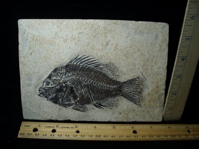 Fossilized “Green River”  Priscacara  Fish  (041722h) - Image 2