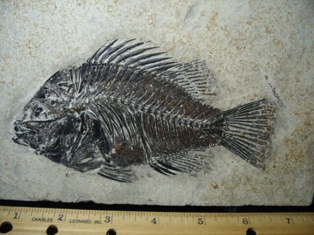 Fossilized “Green River”  Priscacara  Fish  (041722h)