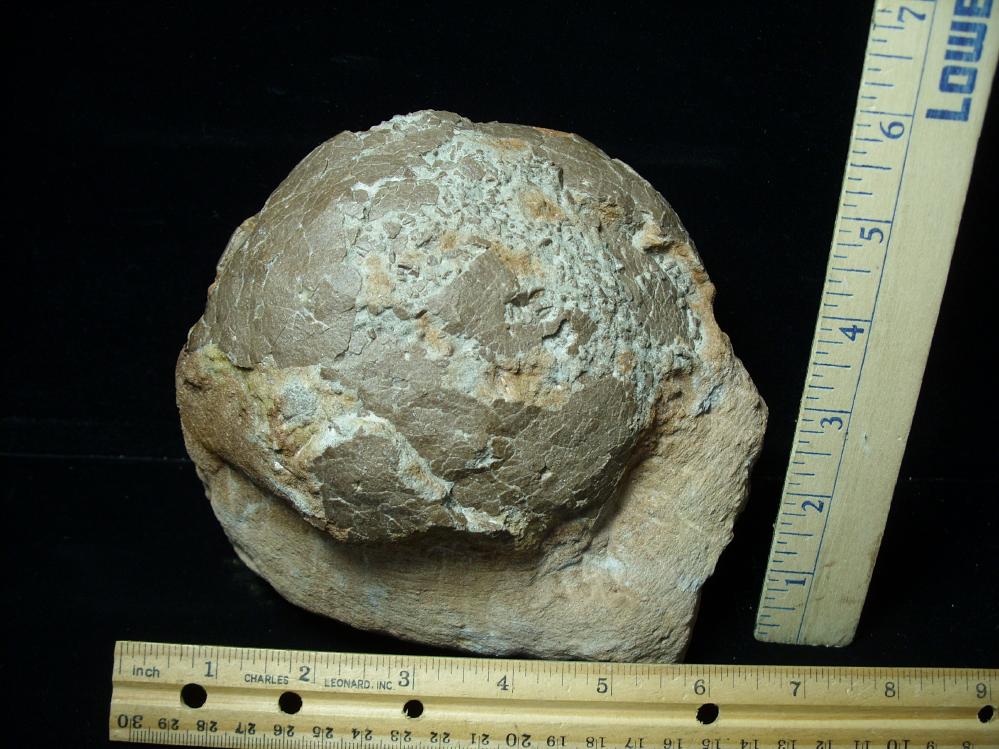 Hadrosaur egg sales for sale