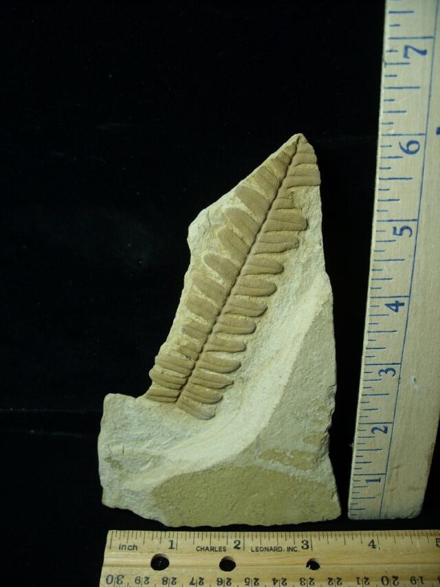 Fossil Fern  in matrix (042722e