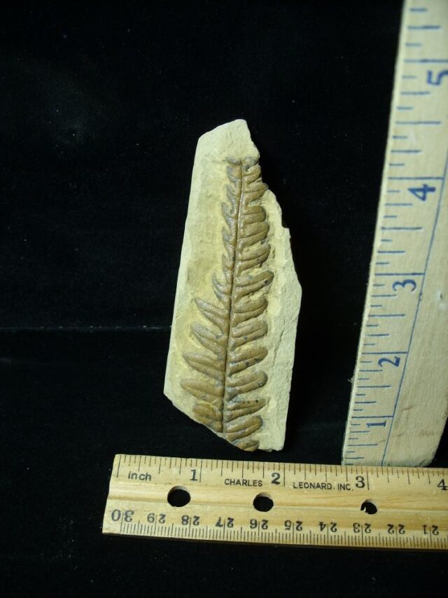 Fossil Fern  in matrix (042722f)