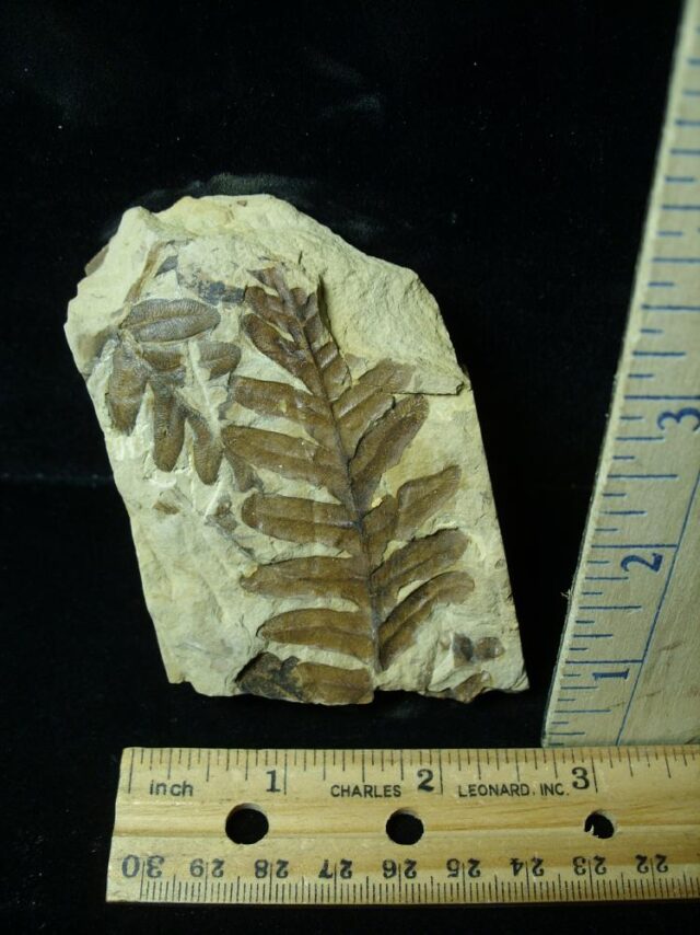 Fossil Fern  in matrix (042722h)