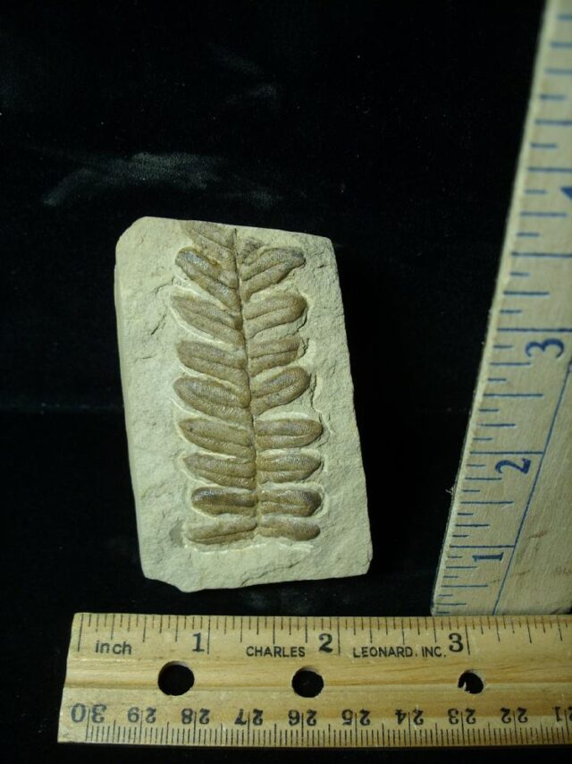 Fossil Fern  in matrix (042722j)
