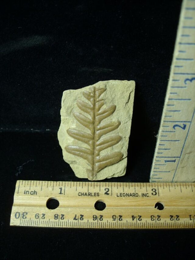 Fossil Fern in matrix (042722m)