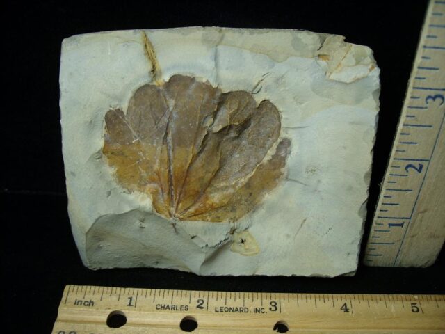 Fossil Zizyphoides Leaf  (042722p)