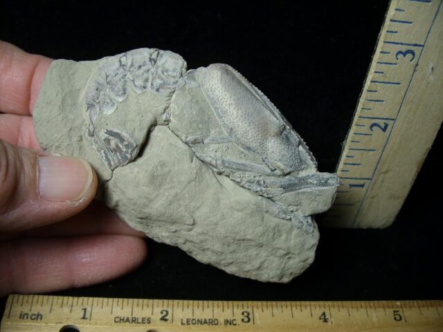 Prehistoric Shrimp Fossil (042722s)