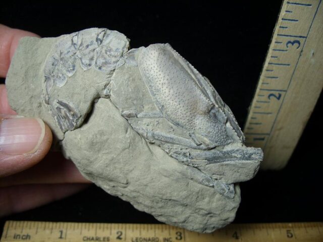 Prehistoric Shrimp Fossil (042722s) - Image 2