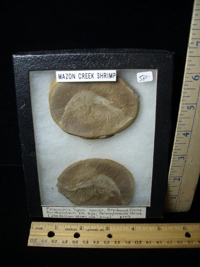 Mazon Creek Shrimp Fossil Nodule (042722v)