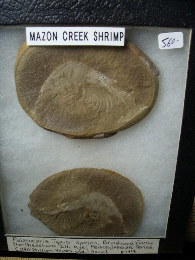 Mazon Creek Shrimp Fossil Nodule (042722v) - Image 2