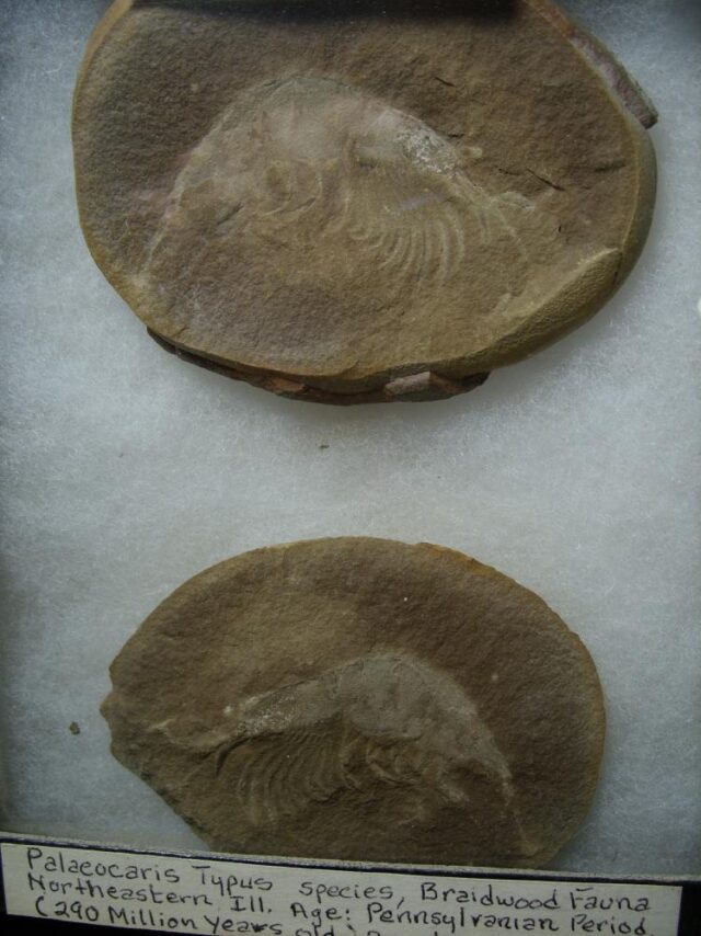 Mazon Creek Shrimp Fossil Nodule (042722v) - Image 3