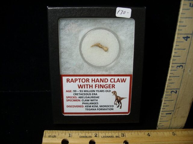 Raptor  Dinosaur  Hand Claw & Digit  (042822a)