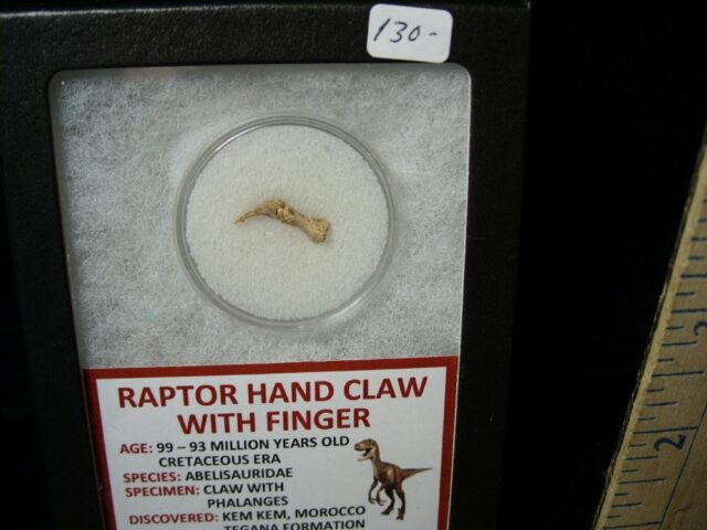 Raptor  Dinosaur  Hand Claw & Digit  (042822a) - Image 2