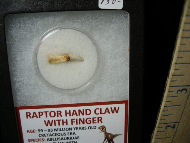 Raptor  Dinosaur  Hand Claw & Digit  (042822c) - Image 2