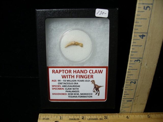 Raptor  Dinosaur  Hand Claw & Digit  (042822d)