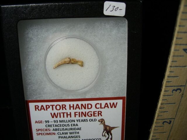 Raptor  Dinosaur  Hand Claw & Digit  (042822d) - Image 2