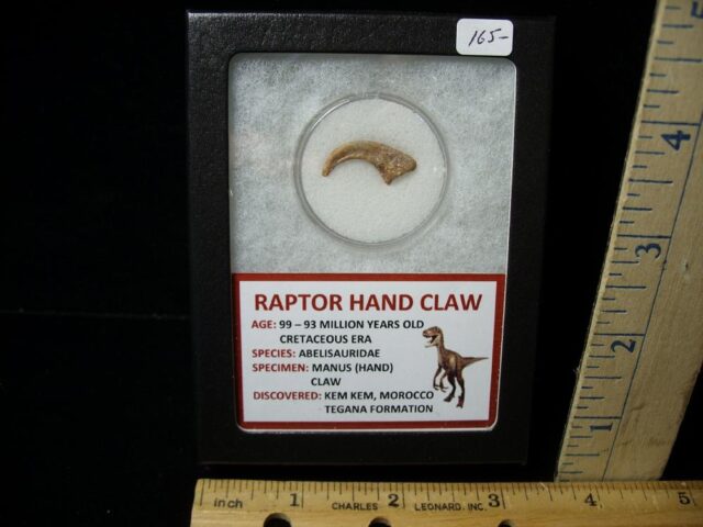 Raptor  Dinosaur  Hand Claw (042822e)
