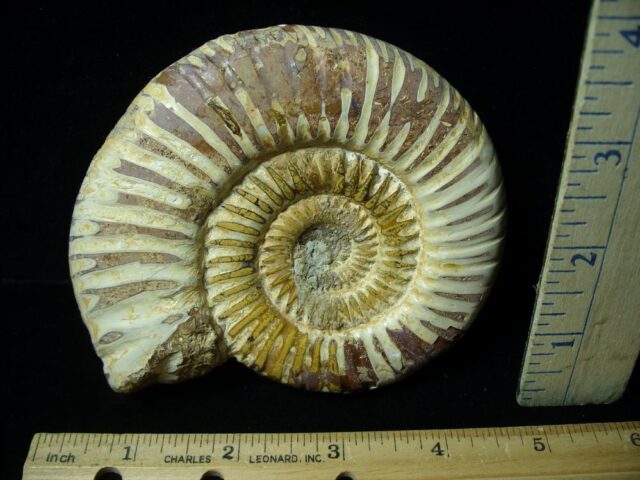Natural/Polished Ammonite (042822k)