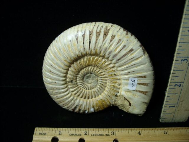 Natural/Polished Ammonite (042822k) - Image 2