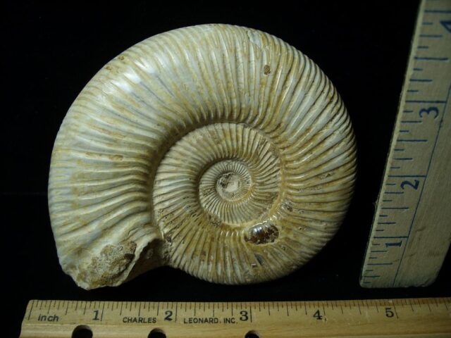 Natural/Polished Ammonite (042822m)