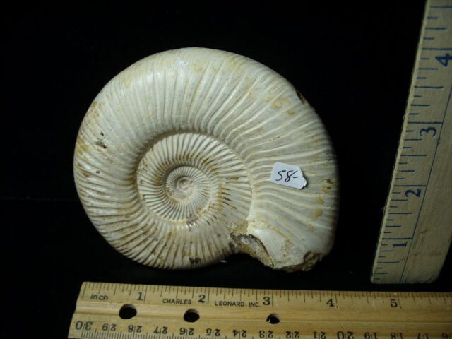 Natural/Polished Ammonite (042822m) - Image 2