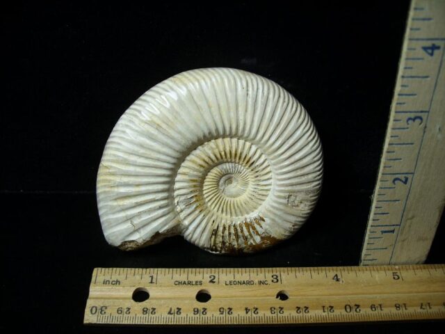 Natural/Polished Ammonite (042822n)
