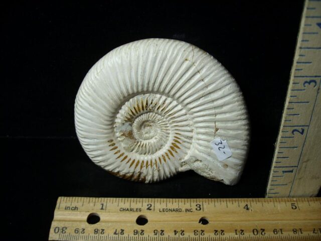 Natural/Polished Ammonite (042822n) - Image 2
