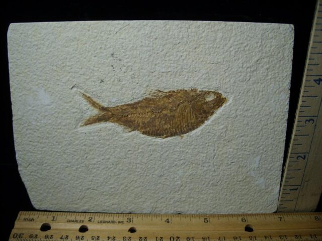 Fossilized “Green River” Fish (043022a)