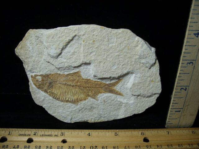 Fossilized “Green River” Fish (043022e)