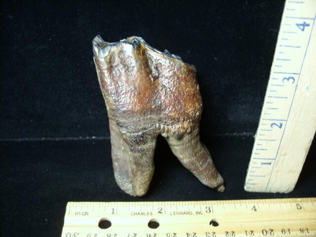 Fossilized Prehistoric Woolly Rhinoceros Tooth(043022g