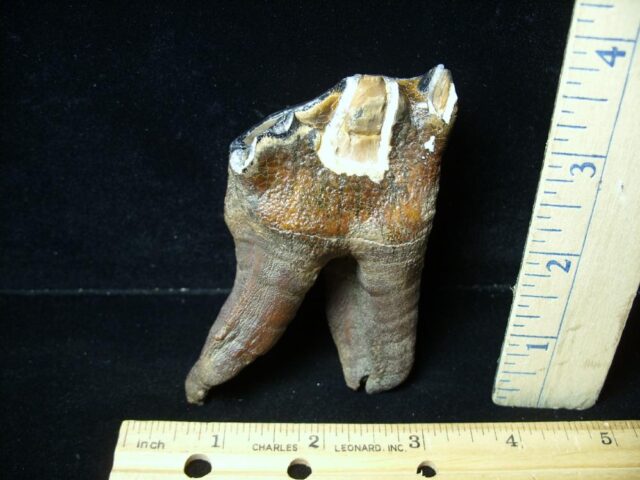 Fossilized Prehistoric Woolly Rhinoceros Tooth(043022g - Image 3