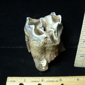 Fossilized Prehistoric Woolly Rhinoceros Tooth(043022j)