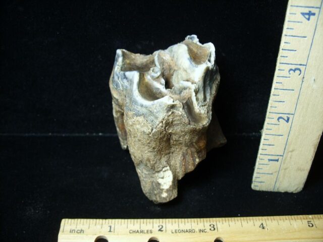 Fossilized Prehistoric Woolly Rhinoceros Tooth(043022j)