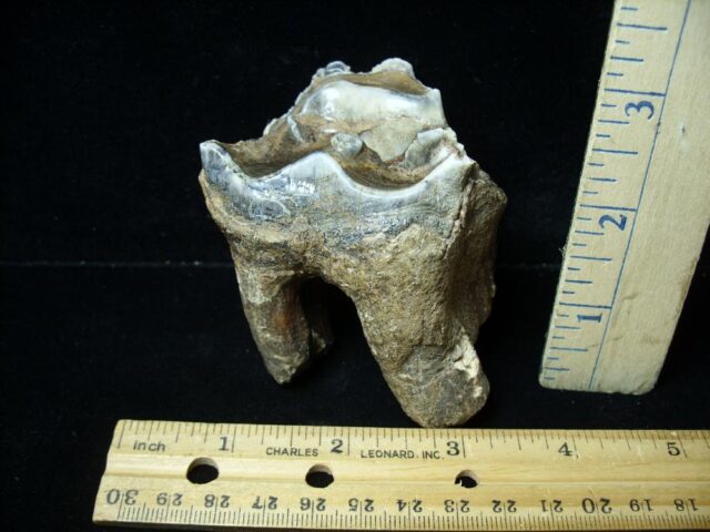 Fossilized Prehistoric Woolly Rhinoceros Tooth(043022j) - Image 3