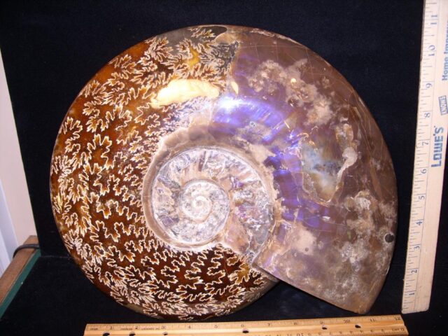 Extra Large Ammonite with Suture Patterns (054522c)