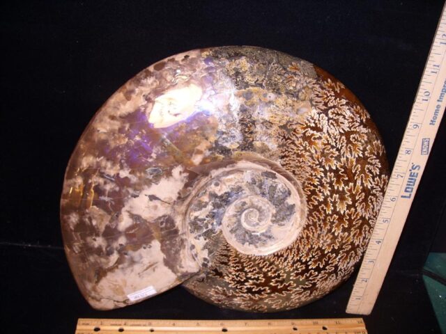 Extra Large Ammonite with Suture Patterns (054522c) - Image 2