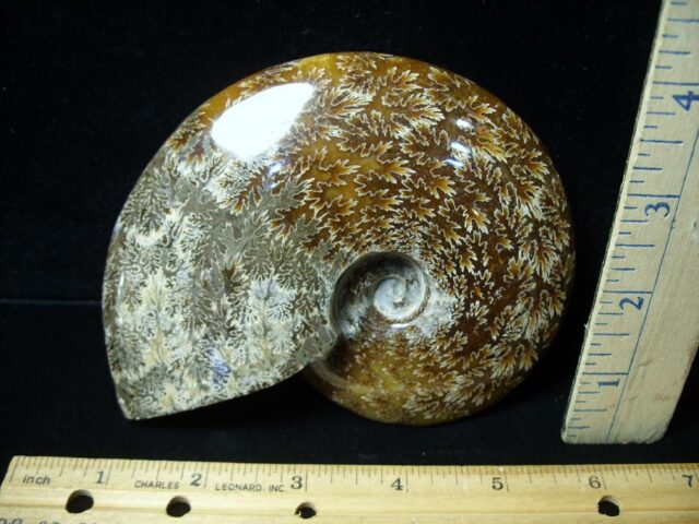 Large Ammonite with Suture Patterns (050522n)